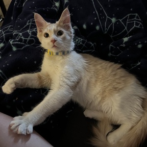 Fundraising Page: Josie Adkins